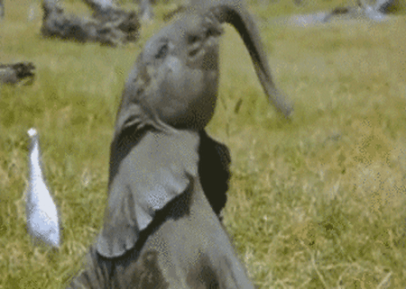 발기부전 카페 영구강퇴 짤.gif