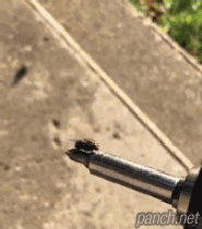 파리의 악력(?).gif