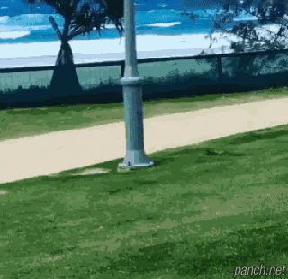 바다 가서 개신남.gif