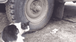 위장술 레전드.gifs