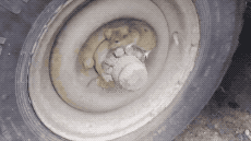 위장술 레전드.gifs