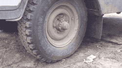 위장술 레전드.gifs