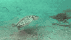 위장술의 대가.gif