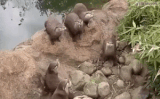 나비를 본 수달들.gif