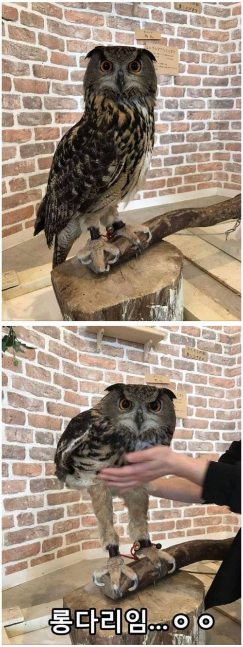 부엉이의 비밀.jpg