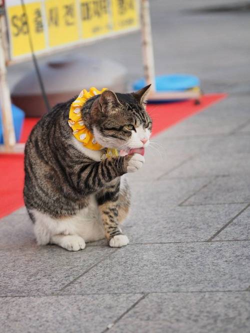핸드폰 가게 호객 알바생.jpg