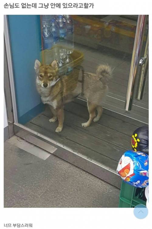 편의점에 찾아온 멍뭉이