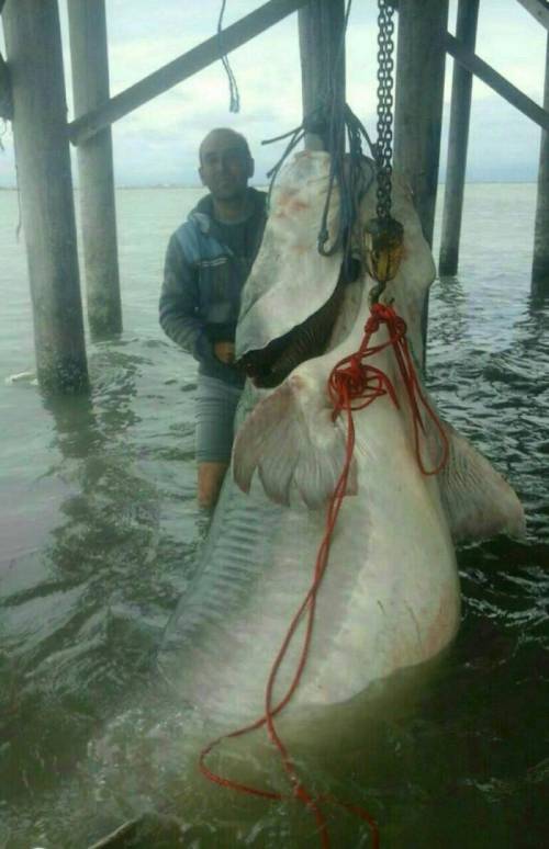 이란 어부가 잡은 600kg 생선