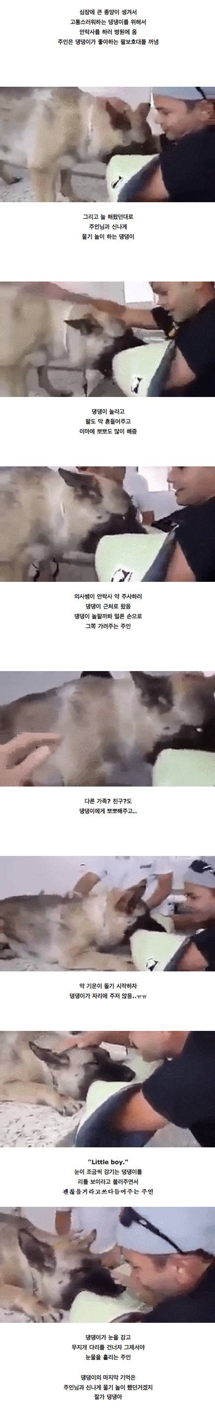 사랑하는 반려견과의 마지막 시간.jpg