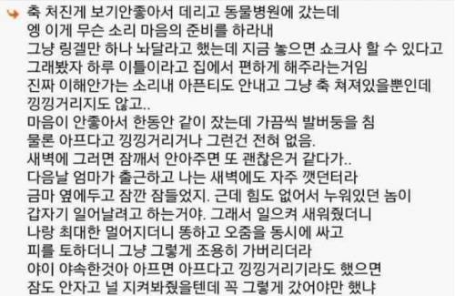 강아지를 키우지 않게 된 이유