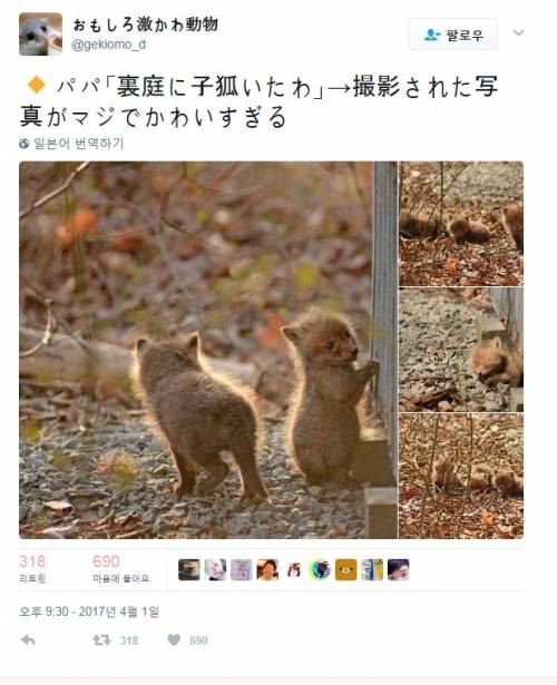 일본 시골집 뒤뜰 근황