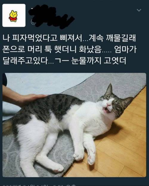 이래서 검은 머리 집사는 들이는게 아니랬는데...