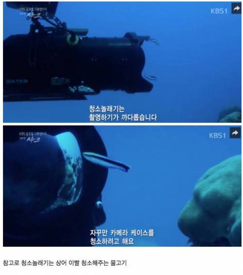결벽증 심각한 물고기.jpg