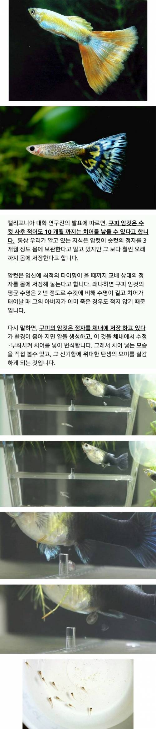 번식력 갑 신비의 생물.jpg