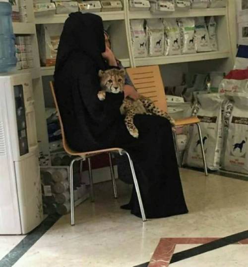 두바이 펫 샵.jpg