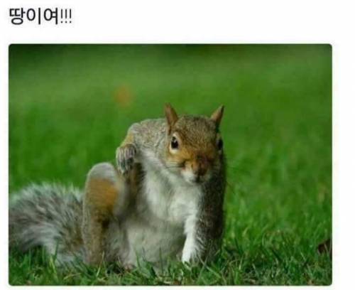 신 히어로물 다람져스