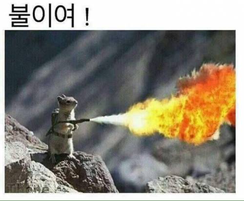 신 히어로물 다람져스