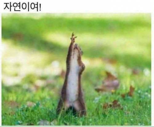 신 히어로물 다람져스
