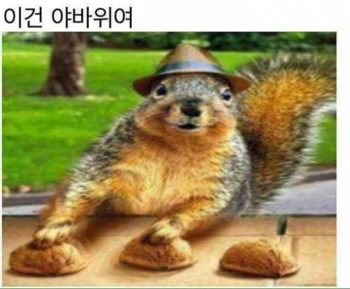 신 히어로물 다람져스