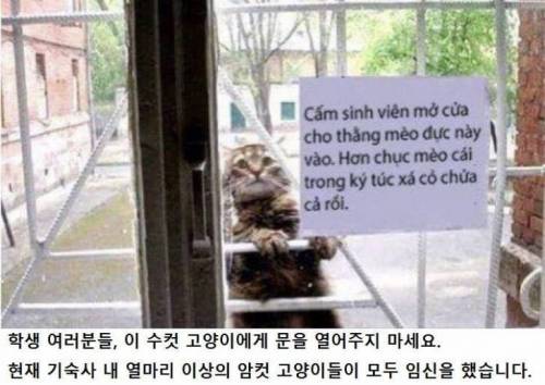 이 고양이에게 문을 열어주지 마시오.jpg