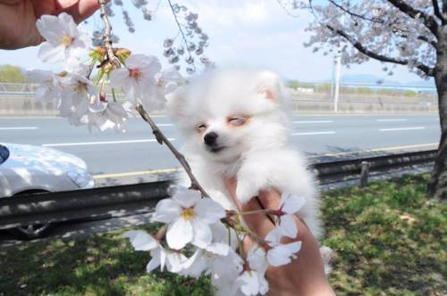 꽃개.twit