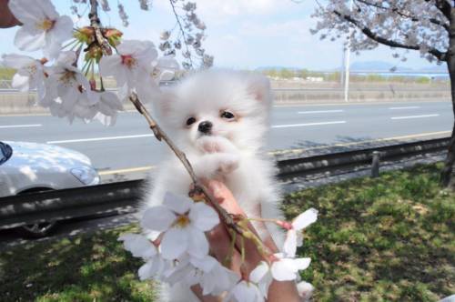 꽃개.twit