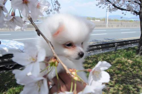 꽃개.twit
