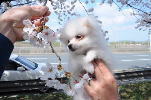 꽃개.twit
