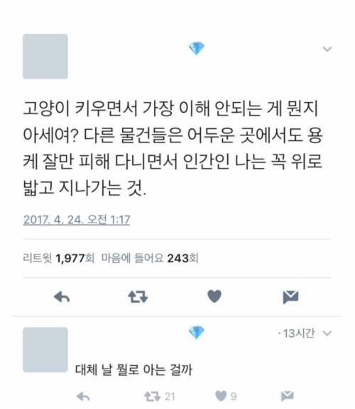 고양이 키우면서 가장 이해 안가는 것