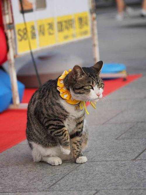 핸드폰 가게 호객 알바생.jpg