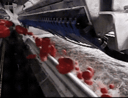 덜 익은 틈메이러 골라내는 기계.gif