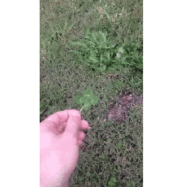 네잎클로버 찾았ㄷ..gif