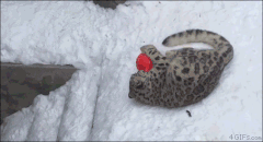 공가지고 놀던 눈표범.gif