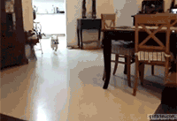 간식은 소파에서 먹어야 제 맛.gif