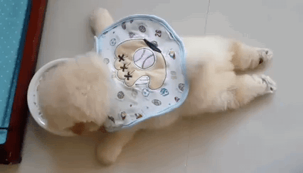 사료먹는 강아지.gif