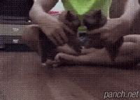 투견의 위험성.gif