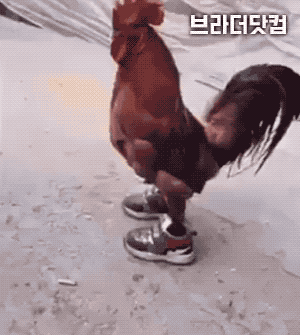 신신었닭.gif