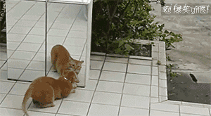 뒤에 숨은거 다안다.nyangif