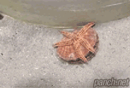 조개 이동 모습.gif