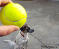개귀차니즘.gif