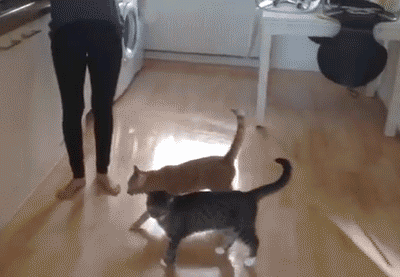 뻘쭘냥.gif