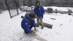 먹이 냄새를 맡고 뛰어 오는 북극곰.gif