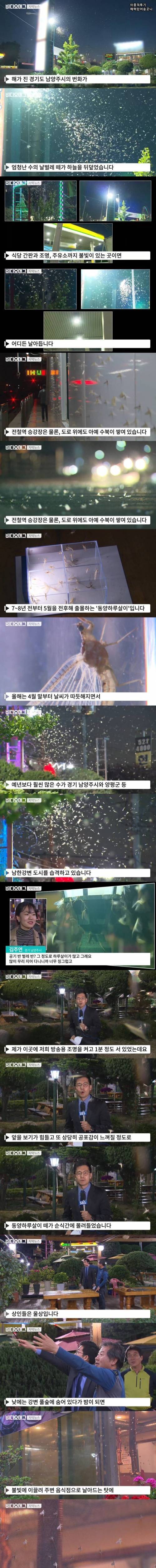 엄청난 수의 하루살이떼.jpgif