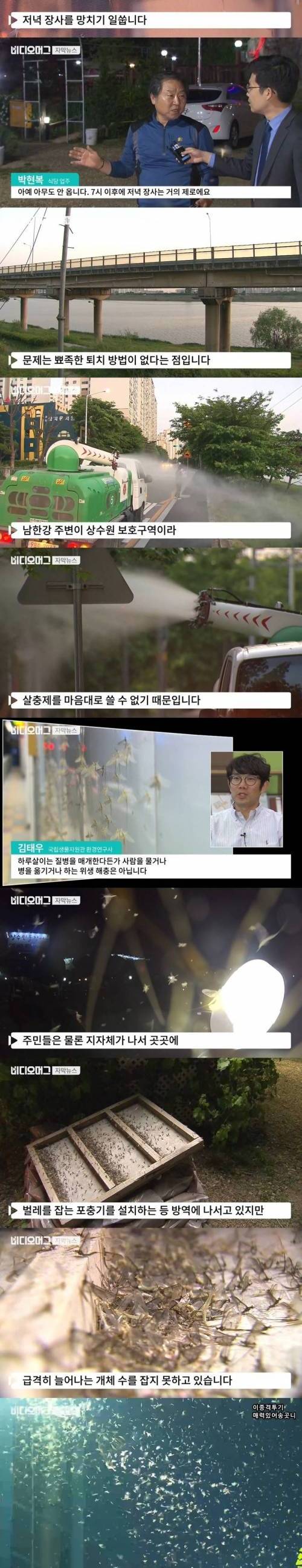 엄청난 수의 하루살이떼.jpgif