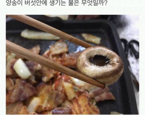 양송이 버섯을 구우면 생기는 물은 무엇일까?.jpg