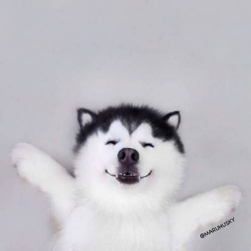 너무 매력적인 멍뭉이