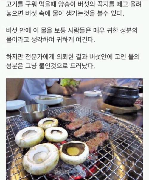 양송이 버섯을 구우면 생기는 물은 무엇일까?.jpg