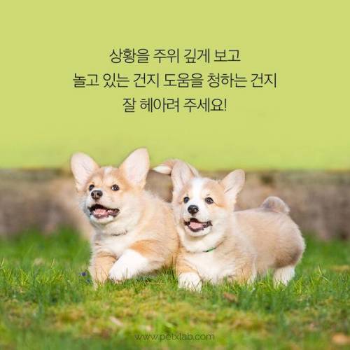 싸우는거니? 노는거니?