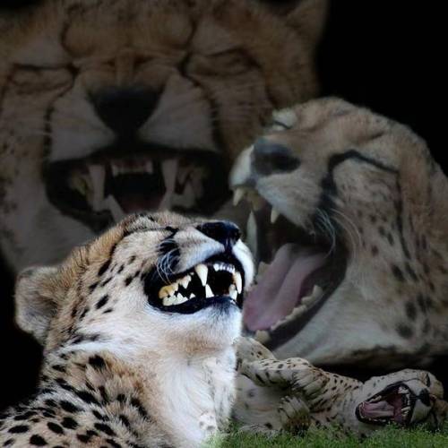 공가지고 놀던 눈표범.gif