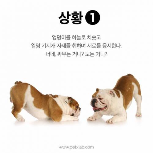 싸우는거니? 노는거니?